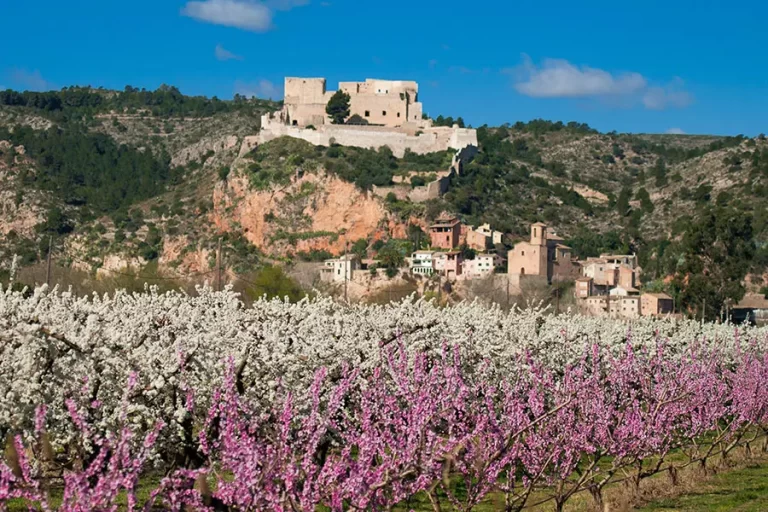 Floració dels cirerers a Miravet, la Ribera d'Ebre